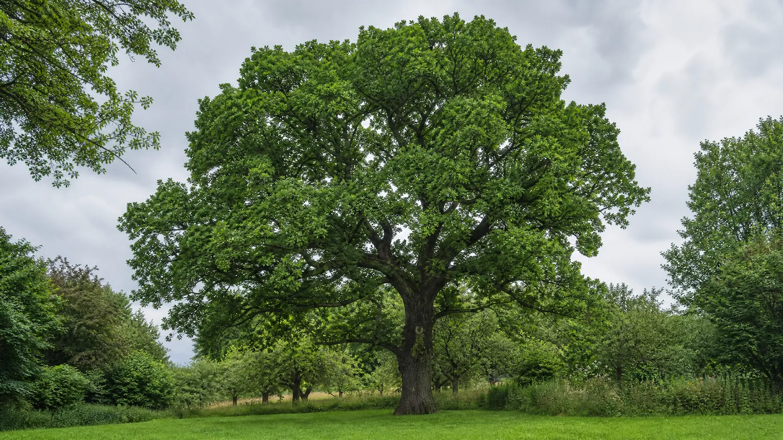 Freistehende alte Eiche mit weit ausladender Krone auf einer Wiese