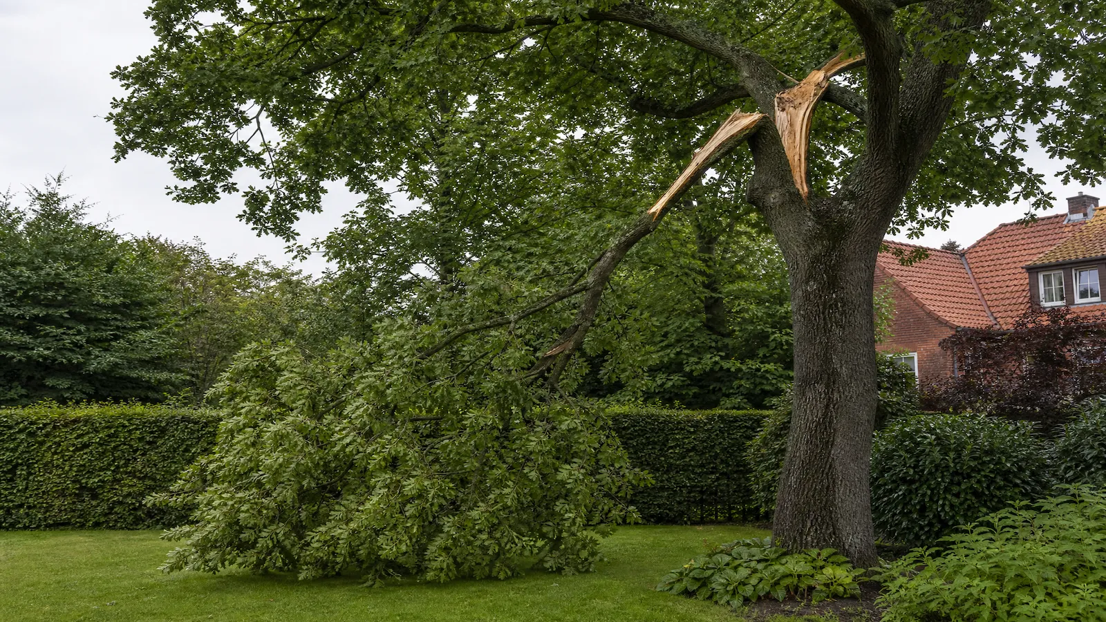 Abgebrochener Starkast hängt nach einem Sturm in einer Eiche