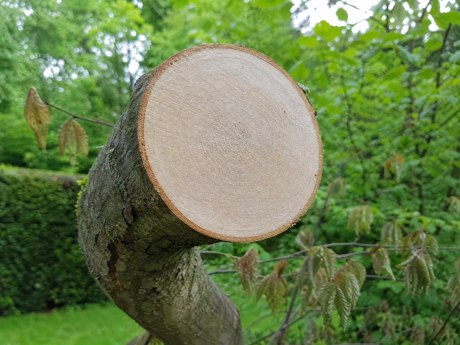 Frische Schnittfläche an einem Starkast
