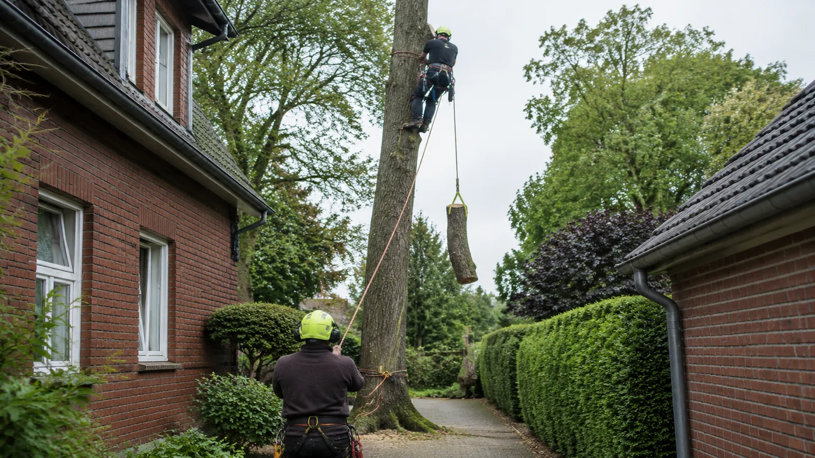 Zwei Baumpfleger bei einer Fällung: einer im Seil am Stamm, einer am Boden führt das Seil, dazwischen hängt ein abgesägtes Stammstück